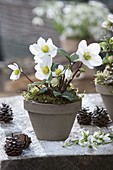 Helleborus niger (Christrose) in Tontopf, kleiner Strauß aus Galanthus