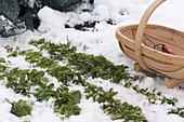 Feldsalat (Valerianella locusta) im Schnee