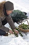 Feldsalat (Valerianella locusta) im Schnee