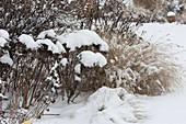 Snowy bed with Sedum (Stonecrop)