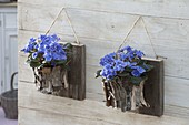 Yoghurt bucket with birch bark as a planter