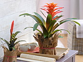 Guzmania and Vriesea (Bromeliads) in naturally decorated pots