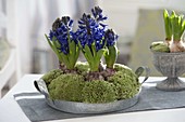 Hyacinthus orientalis 'King Kodro' (Hyazinthen) auf Zink-Tablett