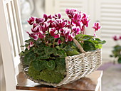 Brennholzkorb mit Cyclamen 'Fantasia Purple' (Alpenveilchen) in Moos