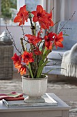 Hippeastrum 'Supreme Garden' (Amaryllis) in Topf