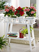 Begonia elatior (begonia) on a flower stand