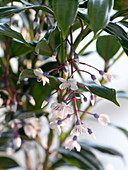 Blüten von Medinilla crassata 'J' Adore Tresor '(Medinille)