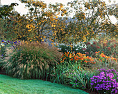 Herbstbeet mit Sorbus 'Joseph Rock', Aster 'Violet Queen', Miscanthus 'Yakushima Dwarf', Helenium 'Sahin's Early Flowerer', Chrysanthemum uliginosum