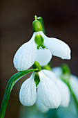 Galanthus plicatus 'Ruth Dashwood' - Schneeglöckchen