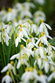 Winter: Galanthus Sandersii Gruppe