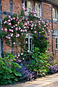 WOLLERTON Old HALL, SHROPSHIRE: SOUTH WALL of THE COTTAGES with Rosa 'Caroline TESTOUT' AND CLEMATIS 'Viola'