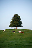 Baum auf einem Hügel mit grasenden Kühen