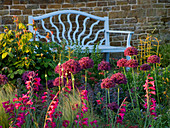 Dämmerungslicht trifft auf ein Beet mit Allium firmament, Stipa tenuissima, Gladiolus communis byzantinus mit blauem Sitz dahinter