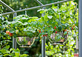 Außenküche mit Siebkörben, die als Hängekörbe mit Erdbeeren bepflanzt sind
