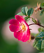 Rosa pimpinellifolia 'Mrs. Colville'