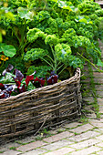 POTAGER - RAISED BED with WICKER FENCE