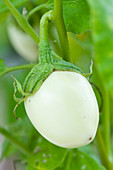Nahaufnahme von Aubergine 'Easter Eggplant'