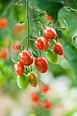 Nahaufnahme von roten Tomaten rosada f1 hybrid