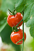 Nahaufnahme von roten Tomaten 'Favorita'