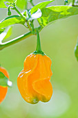 Nahaufnahme von Chili 'Numex Suave Orange