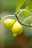 Gelbe Früchte der Johannisfeige (Ficus carica) 'Saint John's