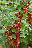 Clare MATTHEWS FRUIT Garden PROJECT: Red BERRIES of Red CURRANT 'JONKHEER Van TETS'. EDIBLE, BERRY