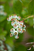 Beeren der Heidelbeere 'Herbert' (Vaccinium corymbosum)
