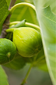 Clare MATTHEWS FRUIT Garden PROJECT: Yellow FRUITS of FIG - FICUS carica - FIG 'White MARSEILLES'. EDIBLE