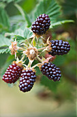 Clare MATTHEWS FRUIT Garden PROJECT: CLOSE UP of THE BERRIES of OLALLIBERRY (YOUNGBERRY X LOGANBERRY) EDIBLE,