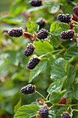 Nahaufnahme der Beeren der Olallieberry (Youngberry x Loganberry), essbar