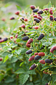 Clare MATTHEWS FRUIT Garden PROJECT: CLOSE UP of THE BERRIES of BLACKBERRY 'Black BUTE'. BERRY, EDIBLE