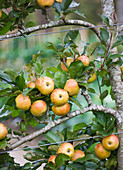 Apfel im Garten
