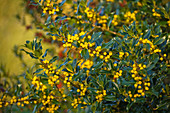 Gelbe Beeren der Stechpalme (Ilex bacciflava)