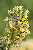 Mattierte Blätter der Ährigen Stechpalme (Ilex aquifolium) 'Ferox Aurea'
