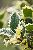 Highfield HOLLIES, Hampshire - FROSTED LEAVES of THE SPIKY HOLLY - ILEX AQUIFOLIUM 'HANDSWORTH New Silver'