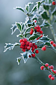 Highfield HOLLIES, Hampshire - FROSTED LEAVES AND Red BERRIES of THE HOLLY - ILEX AQUIFOLIUM 'Alaska'