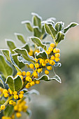 Highfield HOLLIES, Hampshire - FROSTED LEAVES AND Yellow BERRIES of ILEX AQUIFOLIUM 'BACCIFLAVA'