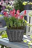 Korb mit Tulipa 'Red Paradise' (Tulpen) auf Holzbank