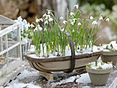 Spankorb mit Galanthus nivalis (Schneeglöckchen)