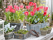 Metal box and basket with Tulipa 'Red Paradise' (tulips), Muscari