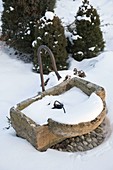Kleiner verschneiter Brunnen mit Steintrog, Picea glauca 'Conica'