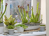 Fenster mit fleischfressenden Pflanzen