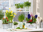 Frühlingsfenster mit Kräutern : Hyacinthus (Hyazinthen), Narcissus
