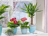 Gerbera, Yucca (Palmlilie) und Pilea (Kanonierblume) am Fenster