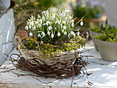 Basket with galanthus in moss, wreath of betula