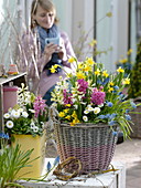 Colourful spring basket with Hyacinthus (Hyacinths), Narcissus 'Tete a Tete'