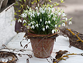 Galanthus (Schneeglöckchen) in Tontopf, kleines Kränzchen aus Zweigen