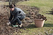 Woman cuts back Sedum telephium (stonecrop) in spring