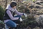 Frau schneidet Rosa (Rosen) im Frühling zurück