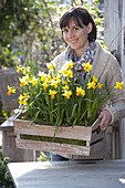 Frau bringt Kiste bepflanzt mit Narcissus 'Jetfire' (Narzissen)